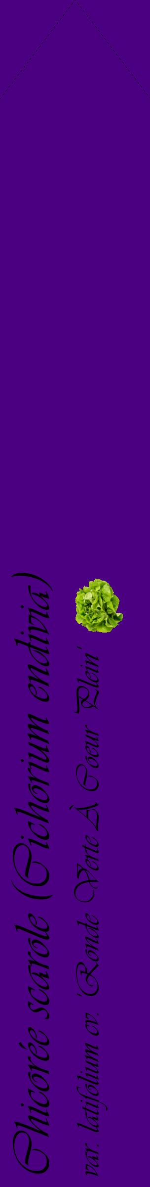 Étiquette de : Cichorium endivia var. latifolium cv. 'Ronde Verte À Coeur Plein' - format c - style noire47_simpleviv avec comestibilité simplifiée