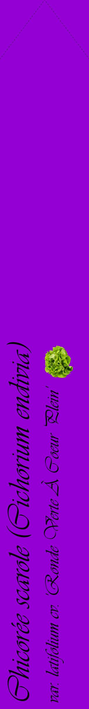 Étiquette de : Cichorium endivia var. latifolium cv. 'Ronde Verte À Coeur Plein' - format c - style noire48_simpleviv avec comestibilité simplifiée