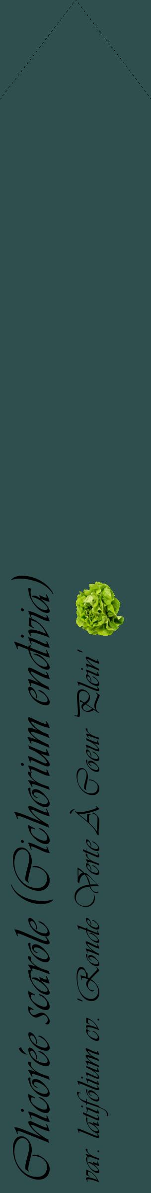 Étiquette de : Cichorium endivia var. latifolium cv. 'Ronde Verte À Coeur Plein' - format c - style noire58_simpleviv avec comestibilité simplifiée