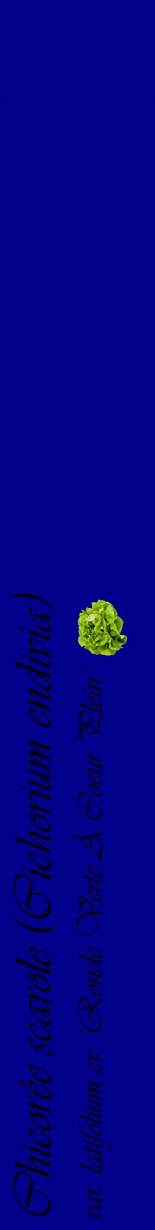 Étiquette de : Cichorium endivia var. latifolium cv. 'Ronde Verte À Coeur Plein' - format c - style noire7_simpleviv avec comestibilité simplifiée