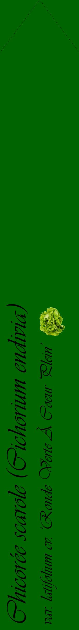 Étiquette de : Cichorium endivia var. latifolium cv. 'Ronde Verte À Coeur Plein' - format c - style noire8_simpleviv avec comestibilité simplifiée