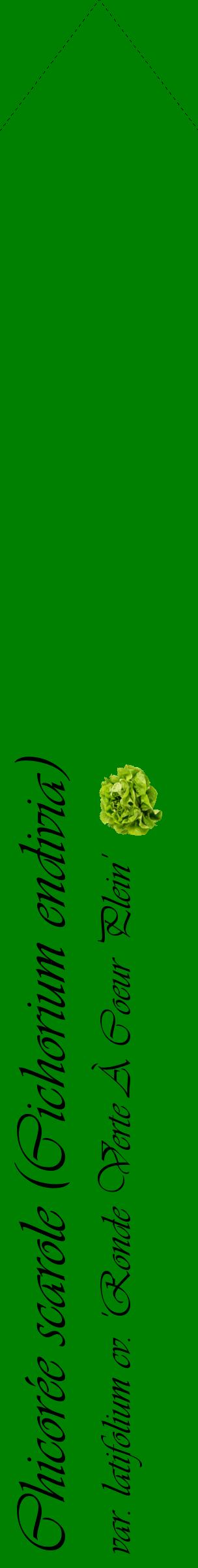Étiquette de : Cichorium endivia var. latifolium cv. 'Ronde Verte À Coeur Plein' - format c - style noire9_simpleviv avec comestibilité simplifiée