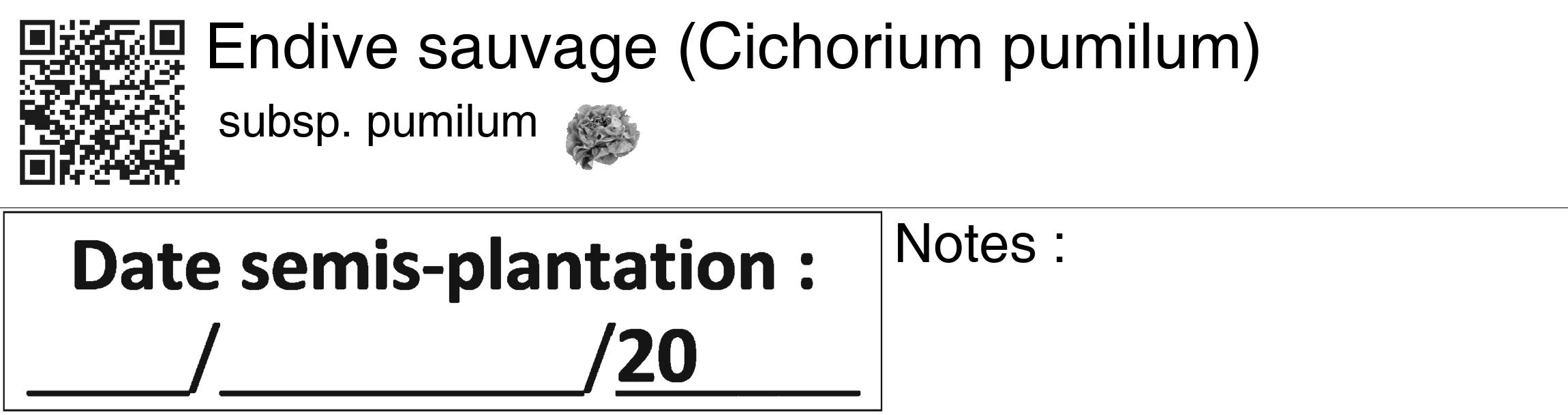 Étiquette de : Cichorium pumilum subsp. pumilum - format c - style noire60_basiquegrrvhel avec qrcode et comestibilité simplifiée