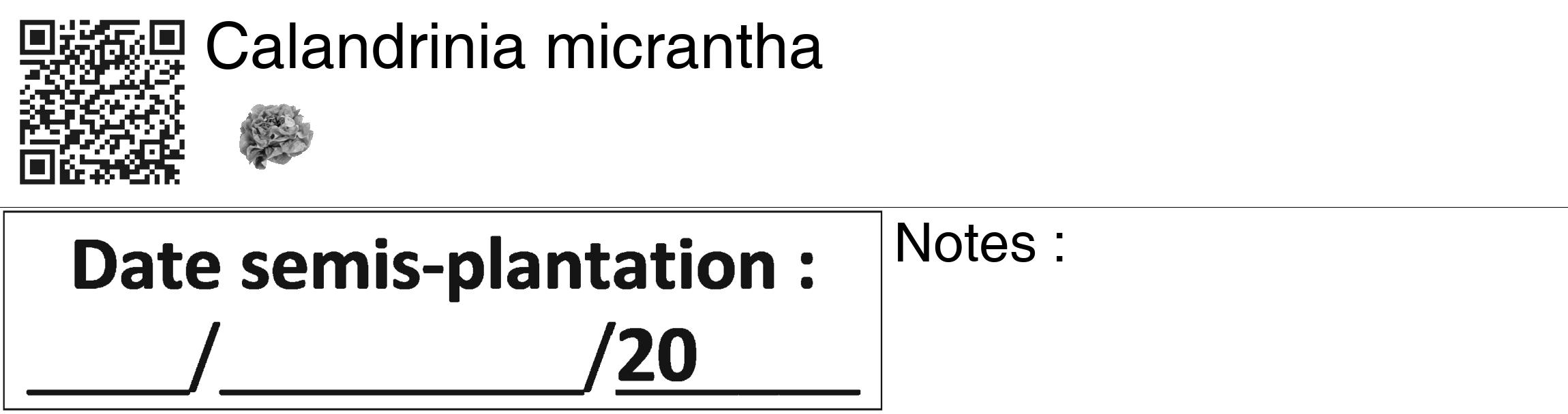 Étiquette de : Calandrinia micrantha - format c - style noire60_basiquegrrvhel avec qrcode et comestibilité simplifiée