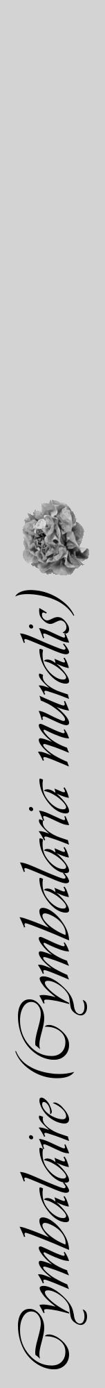 Étiquette de : Cymbalaria muralis - format a - style noire56viv avec comestibilité simplifiée - position verticale