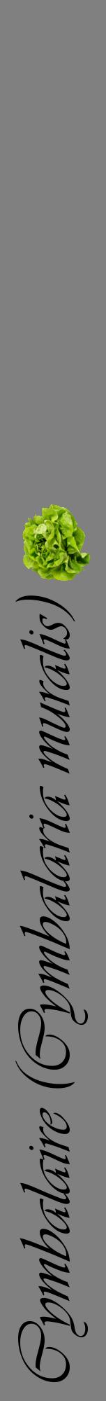 Étiquette de : Cymbalaria muralis - format a - style noire57viv avec comestibilité simplifiée