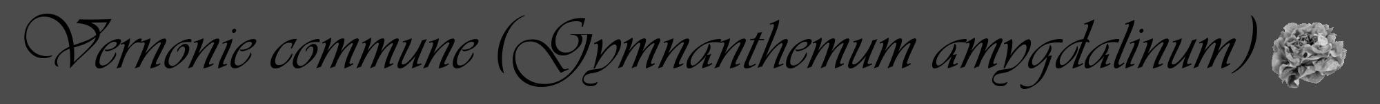 Étiquette de : Gymnanthemum amygdalinum - format a - style noire9viv avec comestibilité simplifiée