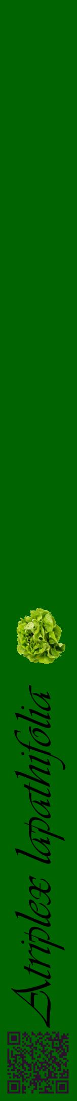 Étiquette de : Atriplex lapathifolia - format a - style noire8viv avec qrcode et comestibilité simplifiée