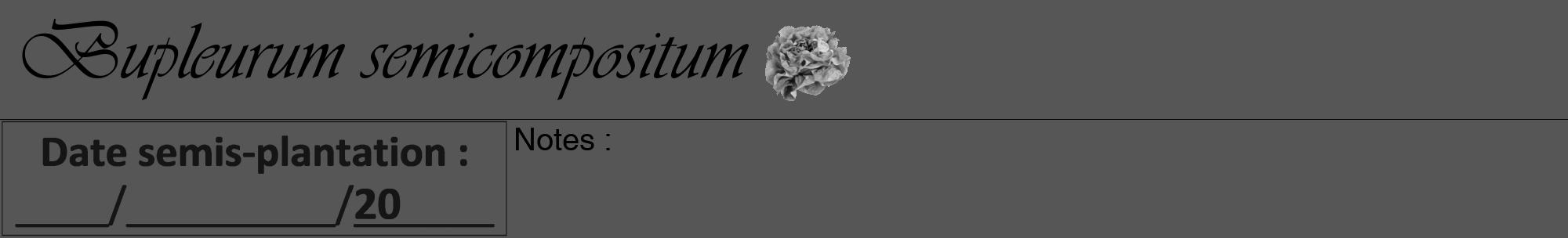 Étiquette de : Bupleurum semicompositum - format a - style noire45viv avec comestibilité simplifiée