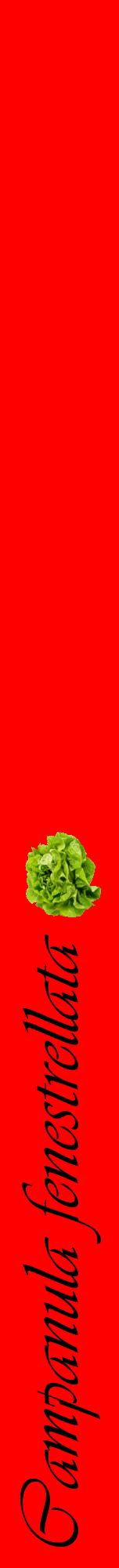 Étiquette de : Campanula fenestrellata - format a - style noire27viv avec comestibilité simplifiée