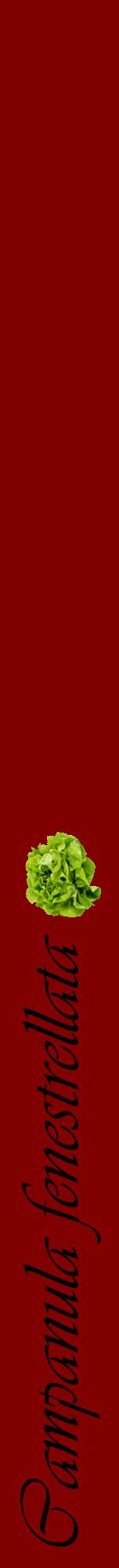 Étiquette de : Campanula fenestrellata - format a - style noire29viv avec comestibilité simplifiée