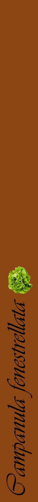 Étiquette de : Campanula fenestrellata - format a - style noire30viv avec comestibilité simplifiée