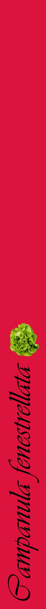 Étiquette de : Campanula fenestrellata - format a - style noire36viv avec comestibilité simplifiée
