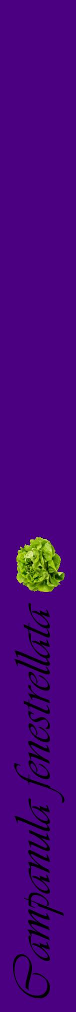 Étiquette de : Campanula fenestrellata - format a - style noire47viv avec comestibilité simplifiée