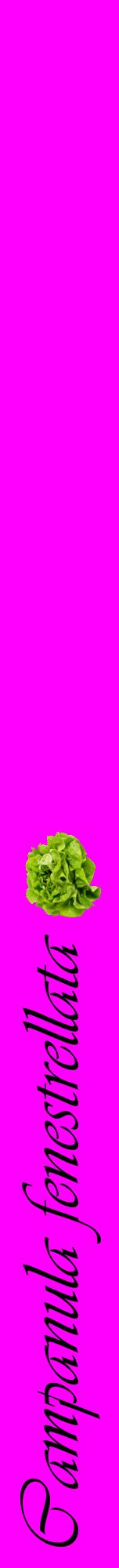 Étiquette de : Campanula fenestrellata - format a - style noire51viv avec comestibilité simplifiée