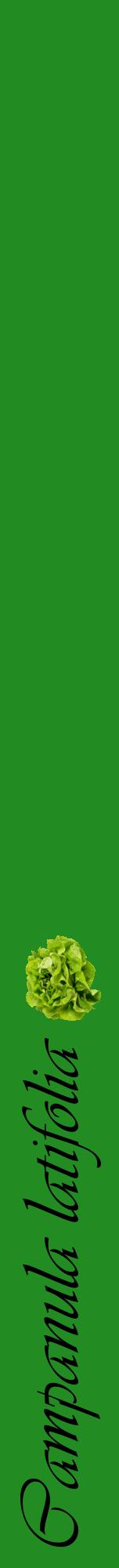 Étiquette de : Campanula latifolia - format a - style noire10viv avec comestibilité simplifiée
