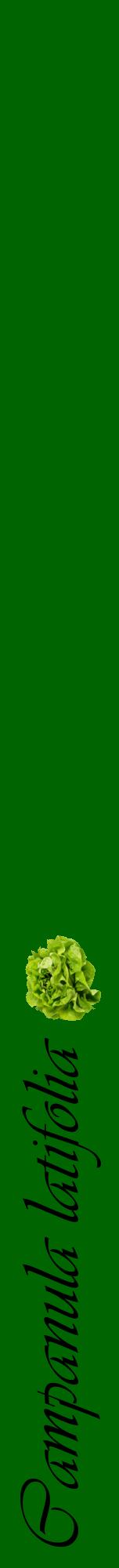 Étiquette de : Campanula latifolia - format a - style noire8viv avec comestibilité simplifiée