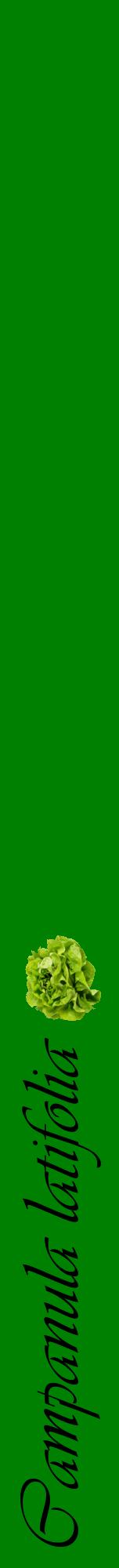 Étiquette de : Campanula latifolia - format a - style noire9viv avec comestibilité simplifiée