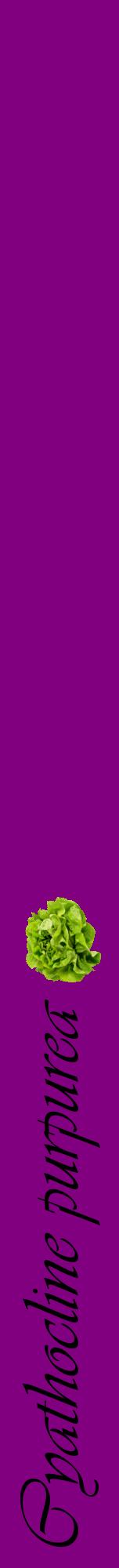 Étiquette de : Cyathocline purpurea - format a - style noire46viv avec comestibilité simplifiée