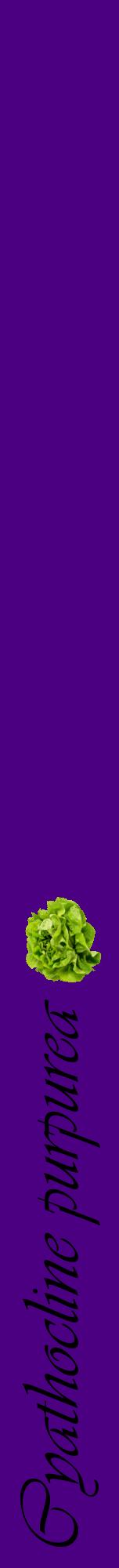 Étiquette de : Cyathocline purpurea - format a - style noire47viv avec comestibilité simplifiée