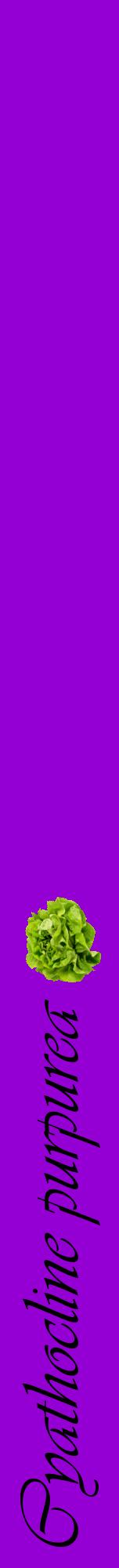 Étiquette de : Cyathocline purpurea - format a - style noire48viv avec comestibilité simplifiée
