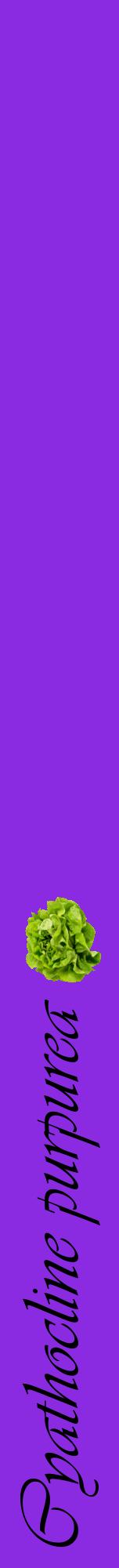 Étiquette de : Cyathocline purpurea - format a - style noire49viv avec comestibilité simplifiée