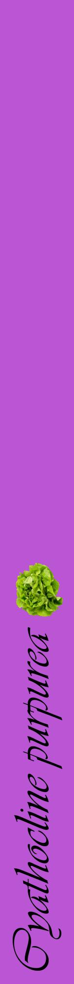 Étiquette de : Cyathocline purpurea - format a - style noire50viv avec comestibilité simplifiée