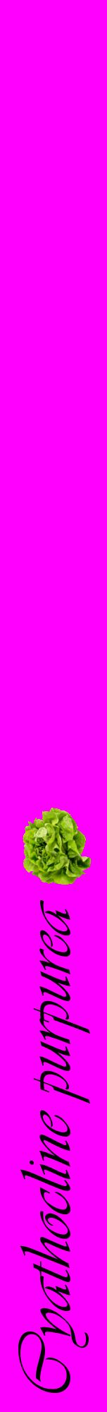 Étiquette de : Cyathocline purpurea - format a - style noire51viv avec comestibilité simplifiée