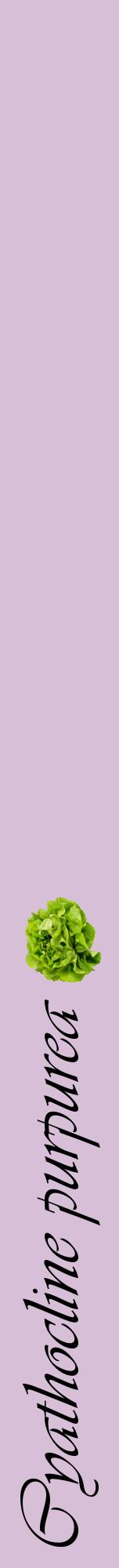 Étiquette de : Cyathocline purpurea - format a - style noire54viv avec comestibilité simplifiée