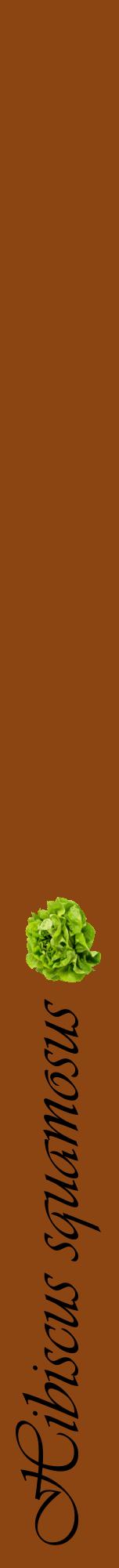 Étiquette de : Hibiscus squamosus - format a - style noire30viv avec comestibilité simplifiée