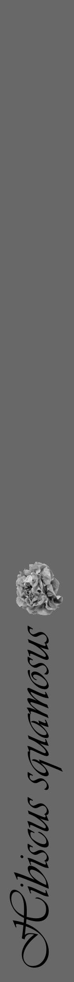 Étiquette de : Hibiscus squamosus - format a - style noire43viv avec comestibilité simplifiée - position verticale