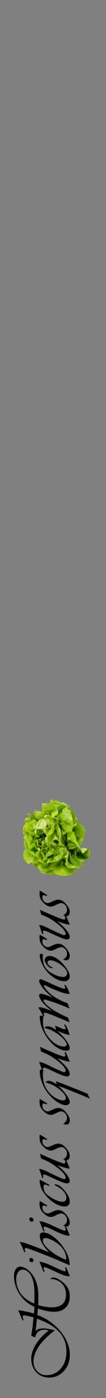 Étiquette de : Hibiscus squamosus - format a - style noire57viv avec comestibilité simplifiée