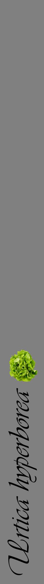 Étiquette de : Urtica hyperborea - format a - style noire57viv avec comestibilité simplifiée