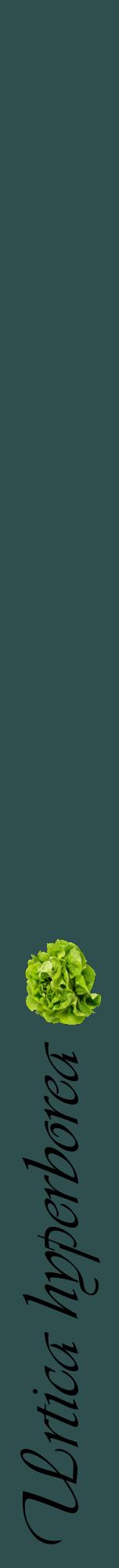 Étiquette de : Urtica hyperborea - format a - style noire58viv avec comestibilité simplifiée