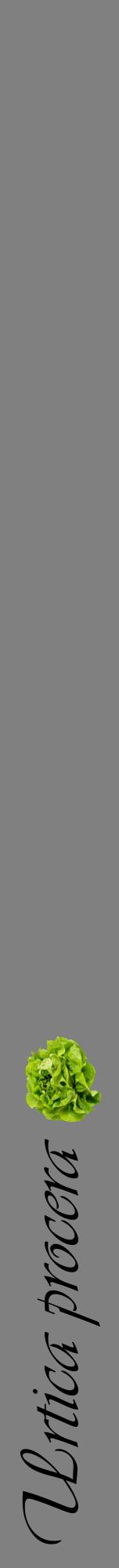 Étiquette de : Urtica procera - format a - style noire57viv avec comestibilité simplifiée