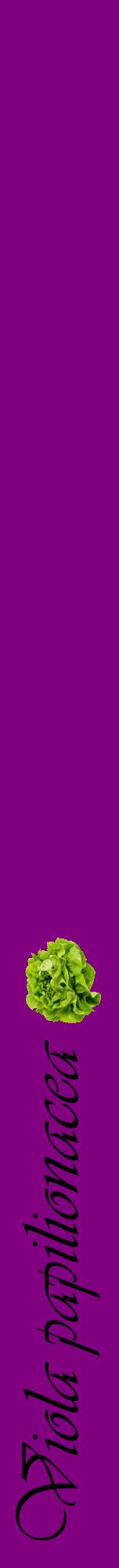 Étiquette de : Viola papilionacea - format a - style noire46viv avec comestibilité simplifiée