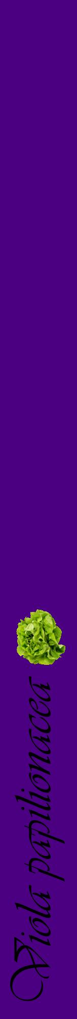 Étiquette de : Viola papilionacea - format a - style noire47viv avec comestibilité simplifiée