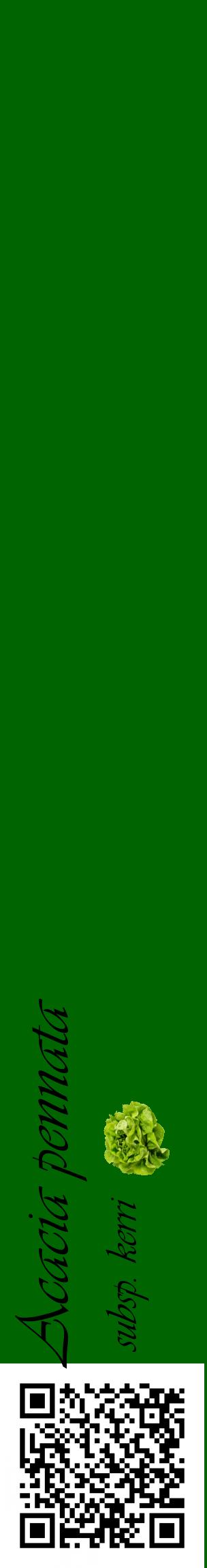 Étiquette de : Acacia pennata subsp. kerri - format c - style noire8_basiqueviv avec qrcode et comestibilité simplifiée