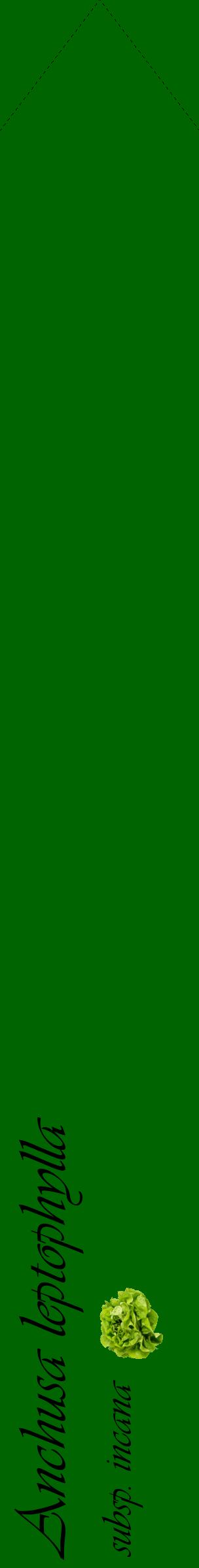 Étiquette de : Anchusa leptophylla subsp. incana - format c - style noire8_simpleviv avec comestibilité simplifiée
