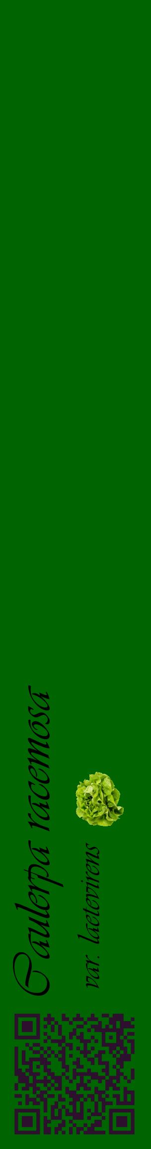 Étiquette de : Caulerpa racemosa var. laetevirens - format c - style noire8_basiqueviv avec qrcode et comestibilité simplifiée