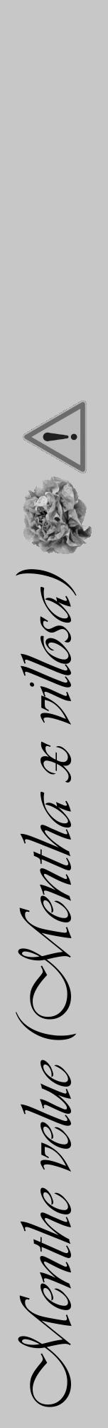 Étiquette de : Mentha x villosa - format a - style noire15viv avec comestibilité simplifiée - position verticale