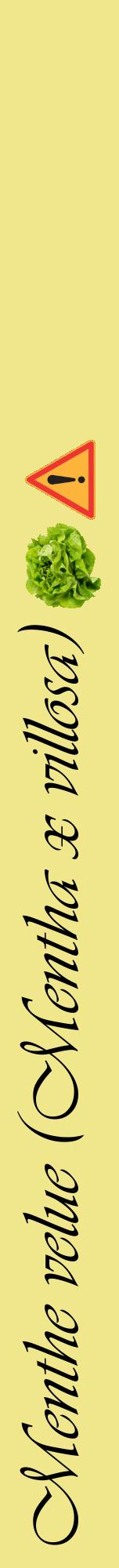 Étiquette de : Mentha x villosa - format a - style noire20viv avec comestibilité simplifiée