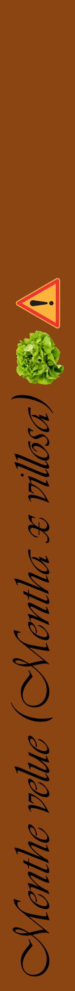 Étiquette de : Mentha x villosa - format a - style noire30viv avec comestibilité simplifiée