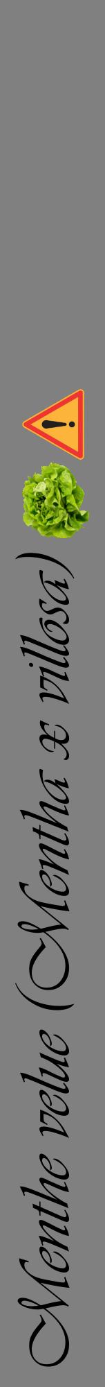 Étiquette de : Mentha x villosa - format a - style noire57viv avec comestibilité simplifiée
