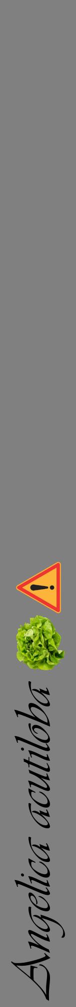 Étiquette de : Angelica acutiloba - format a - style noire57viv avec comestibilité simplifiée