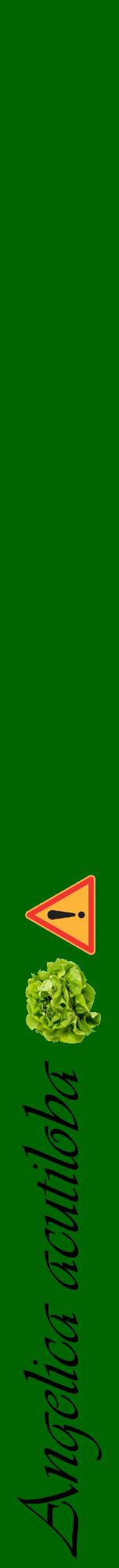 Étiquette de : Angelica acutiloba - format a - style noire8viv avec comestibilité simplifiée