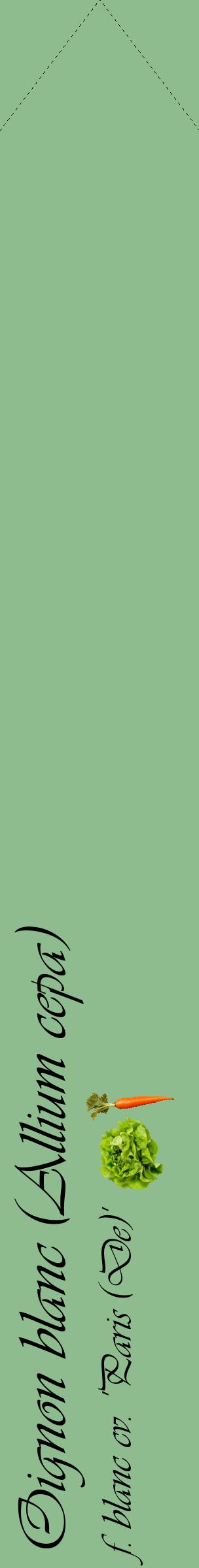 Étiquette de : Allium cepa f. blanc cv. 'Paris (De)' - format c - style noire13_simpleviv avec comestibilité simplifiée