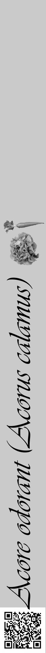 Étiquette de : Acorus calamus - format a - style noire21simpleviv avec qrcode et comestibilité simplifiée - position verticale