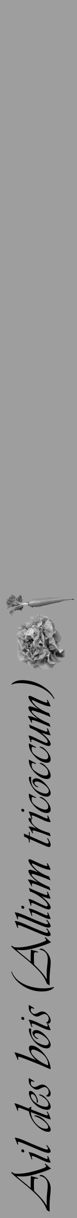 Étiquette de : Allium tricoccum - format a - style noire23simpleviv avec comestibilité simplifiée - position verticale