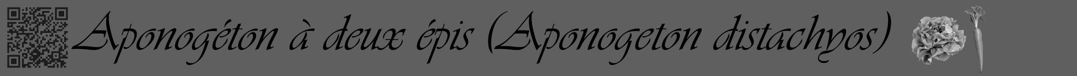 Étiquette de : Aponogeton distachyos - format a - style noire10basiqueviv avec qrcode et comestibilité simplifiée